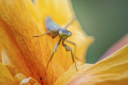 European mantis (mantis religiosa) on a flower, Paros, Aegean Sea, Greece