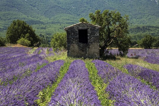 Old stone house with tree in lavender field, flowering true lavender (Lavandula angustifolia), on the D4100 near Cereste, Provence-Alpes-Cote d Azur, Provence, South of France, France