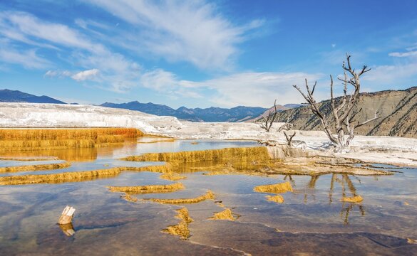 Dead trees on sinter terraces, hot springs, orange mineral deposits, Palette Springs, Upper Terraces, Mammoth Hot Springs, Yellowstone National Park, Wyoming, USA
