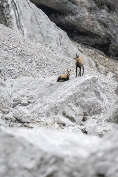 Two chamois (Rupicapra) on a rock, on the Hochkalter, Berchtesgaden, Bavaria, Germany