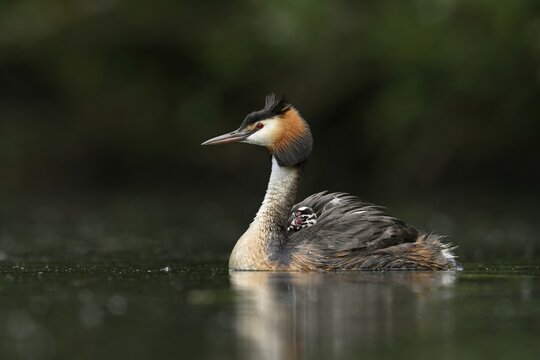 Great crested grebe ( Podiceps cristatus) , with chicks in plumage in water, Lake Lucerne, Canton Lucerne, Switzerland