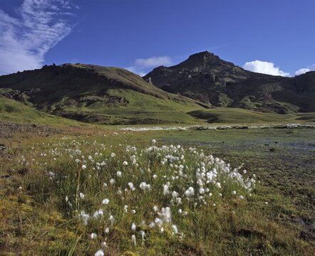 Cottongrass (Eriophorum) with Mt. Horn in the background, Snaefellsness Peninsula, Iceland