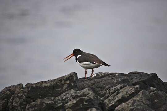 Eurasian Oystercatcher or Common Pied Oystercatcher (Haematopus ostralegus), Vatnsnes Peninsula, northern Iceland, Iceland, Atlantic Ocean