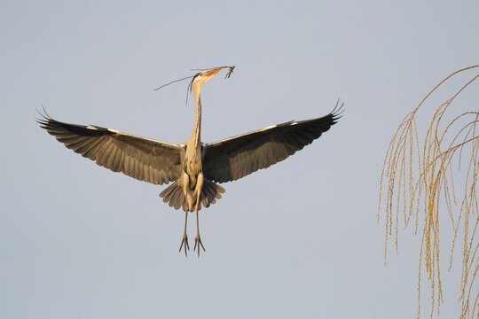 Grey heron (Ardea cinerea) approaching its nest with nesting material, Hesse, Germany