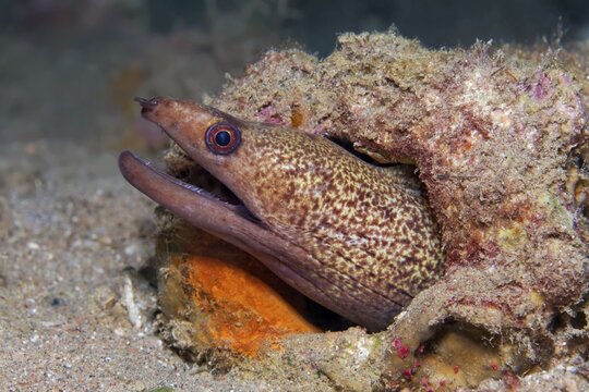 Yellow-edged moray (Gymnothorax flavimarginatus) in hiding, Red Sea, Jordan