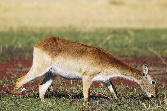 Red Lechwe (Kobus leche leche), female, feeding in a freshwater marsh, followed by an African Jacana (Actophilornis africanus), Okavango Delta, Moremi Game Reserve, Botswana