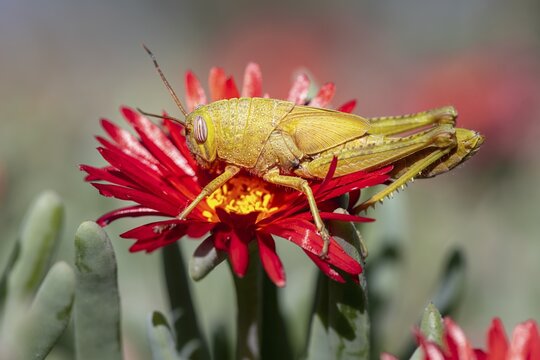 Egyptian locust (Anacridium aegyptium) on a flower, Paros, Aegean Sea, Greece