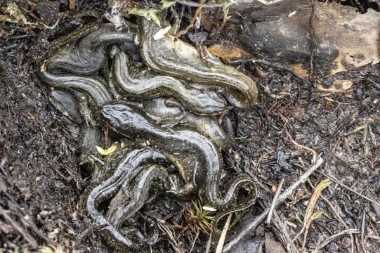 Pond newt (Lissotriton vulgaris), mass shelter under dead wood, Emsland, Lower Saxony, Germany