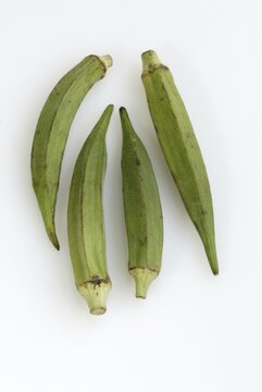 Gumbo(Abelmoschus esculentus)