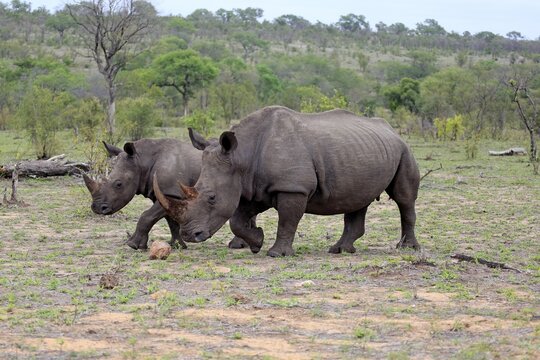 White rhinoceroses (Ceratotherium simum), adult female with half grown young animal running, Pachyderms, Kruger National Park, South Africa