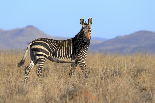 Cape Mountain Zebra (Equus zebra zebra), adult, foraging, Mountain Zebra National Park, Eastern Cape, South Africa