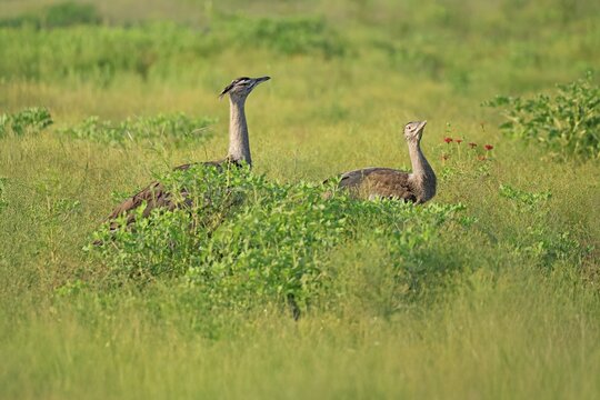 Giant bustard (Ardeotis kori), adult, foraging, pair, vigilant, Pilanesberg National Park, North West Province, South Africa