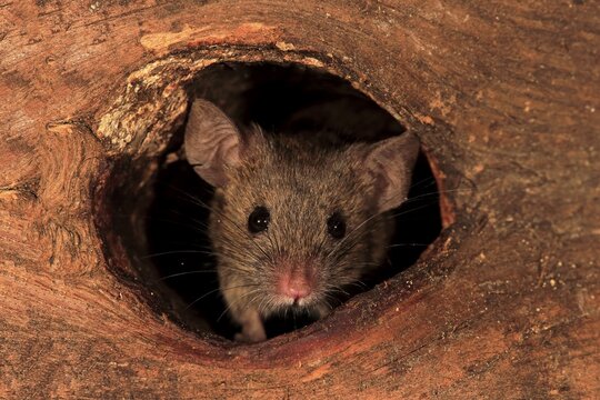 House mouse (Mus musculus), adult, looks out of knothole, watchful, curious, interested, cute, animal portrait, Germany