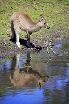 Eastern Gray Kangaroo, (Macropus giganteus), adult at water, Merry Beach, Murramarang National Park, New South Wales, Australia