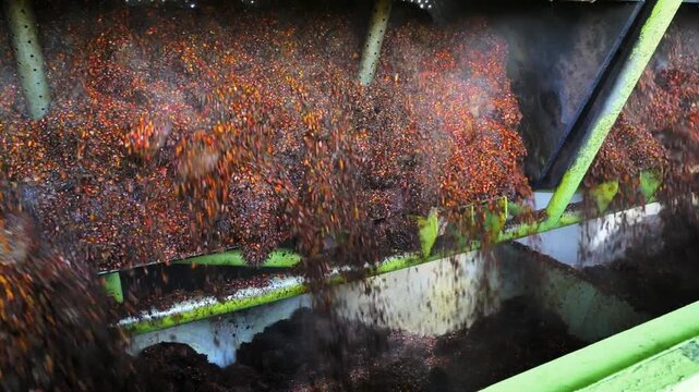 Industrial palm oil production process with steamed fresh fruit bunches falling from a sterilizer cage, raw material for vegetable oil and biofuel production