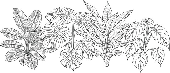 Detailed tropical plant line drawing vector illustration with monstera, calathea, philodendron leaves, botanical art emphasizing texture © MstHena