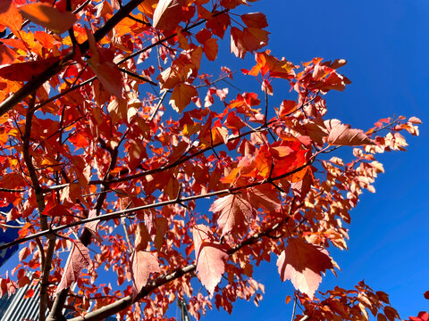 ハナノキの紅葉 オレンジ赤の葉と青空
