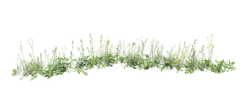 Wild grass and flowers isolated on transparent background 3D render