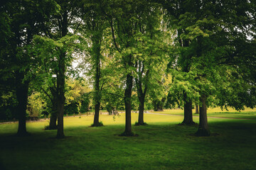 Obraz premium Sunlit park trees cast dappled shade over a lush green lawn, framing a tranquil woodland path. Calm, natural scenery conveys peaceful, outdoor relaxation and environmental beauty for landscape project