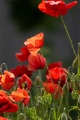 Fototapeta premium red poppy flower