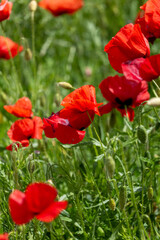 Obraz premium red poppy flowers