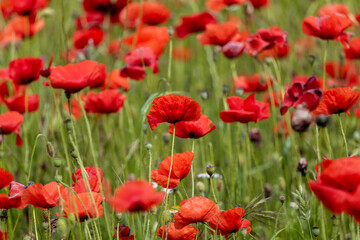 Naklejka premium field of red poppies