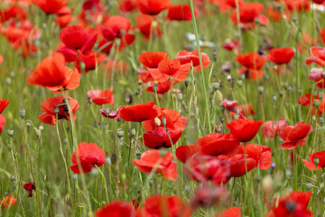 Obraz premium poppy, flower, field, red, flowers, spring, summer, nature, poppies, meadow, plant, grass, blossom, garden, bloom, beauty, color, rural, landscape, beautiful, sky, tulip, petal, floral, flora
