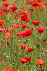 Obraz premium red poppy field