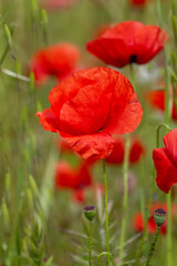 Fototapeta premium red poppy flower
