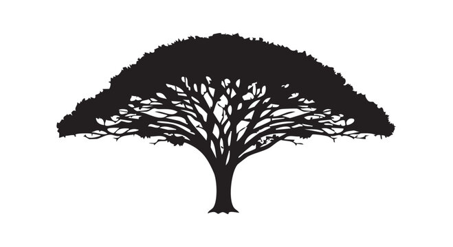 Acacia tree silhouette with wide canopy representing african savanna landscape and nature environment for design projects.