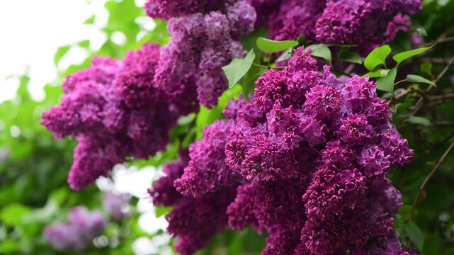 Nice 4k macro video of lilac flowers under the rain at Hryshko National Botanical Garden, Kiev, Ukraine	