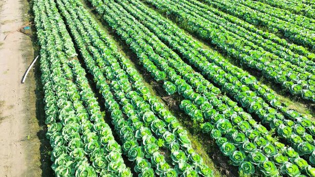 Aerial View of Green Cabbage Crop Rows in Farmland
