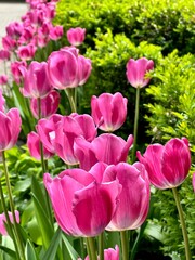 Obraz premium Close up of beautiful fresh pink tulip flowers blooming in sunny spring garden