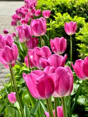 Fototapeta premium Close up of beautiful fresh pink tulip flowers blooming in sunny spring garden