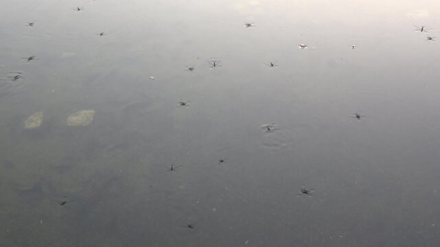 Water strider (short video of waterside insects)