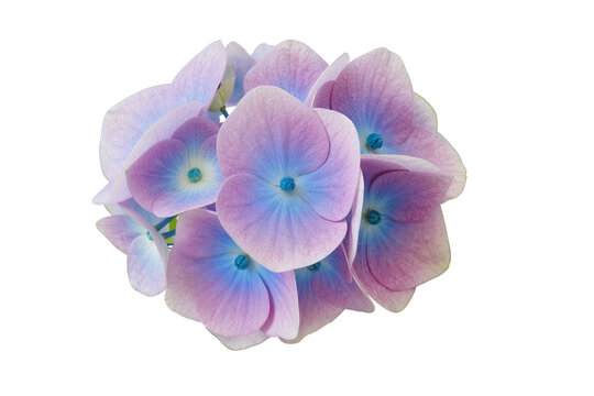 Isolated delicate pink and blue hydrangea flower blooming in soft pastel colors, a beautiful natural blossom