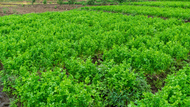 Beautiful green celery plantation field with neat rows under a blue sky.