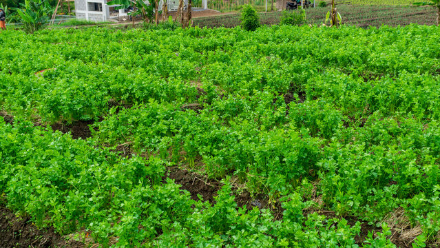 Beautiful green celery plantation field with neat rows under a blue sky.