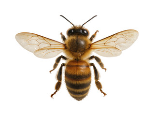 Isolated close-up studio shot of a common honey bee with wings spread, top view © Niamh