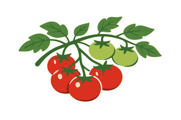 Obraz premium Tomato Plant Illustration with Ripe and Green Tomatoes on Vine