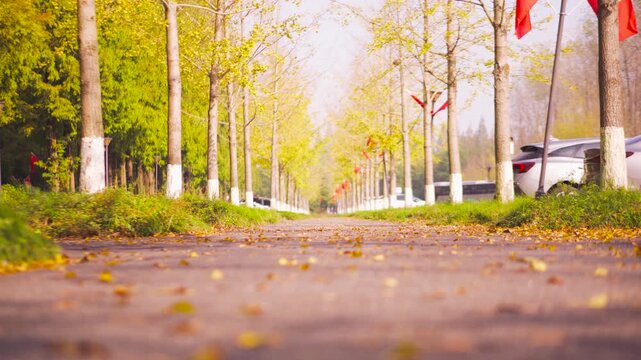 Autumn Tree Lined Road with Fallen Leaves in a Quiet Park