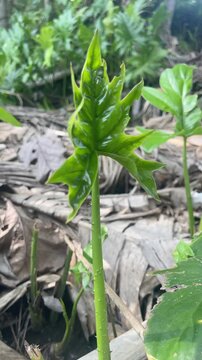 Close-up video of Lasia spinosa, also known as kohila, showing fresh green tropical leaves in a natural outdoor setting with botanical detail and texture.