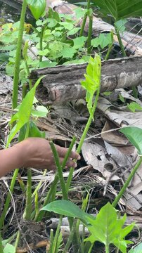 Hands harvesting young edible leaves of Lasia Spinosa or Kohila Plant for Asian cooking and high-fiber salad preparation, showing fresh organic produce, local food, and healthy nutrition.