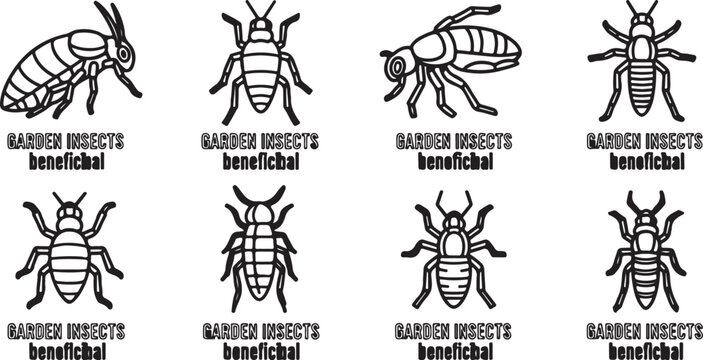 Black and white line drawing of beneficial insects pollinating flowers vector Vector