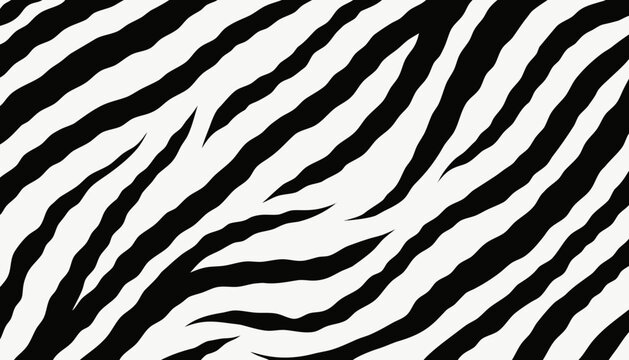 Zebra stripes pattern abstract vector illustration in high contrast black and white line art