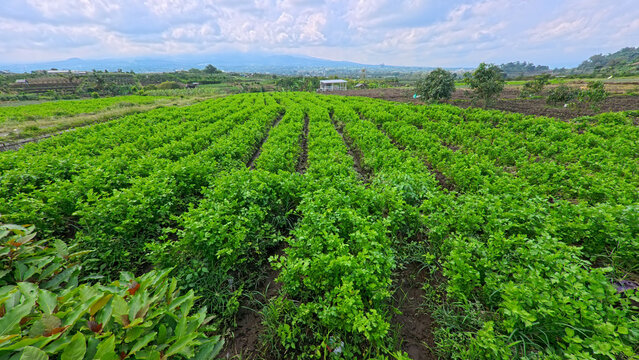 Beautiful green celery plantation field with neat rows under a blue sky.