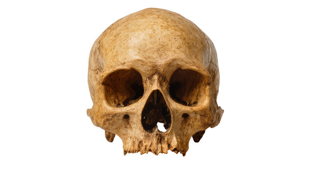Isolated weathered human skull, detailed front view of an ancient anthropological artifact