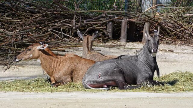 The nilgai or blue cow. Boselaphus tragocamelus is the largest Asian antelope and is endemic to the Indian subcontinent.
