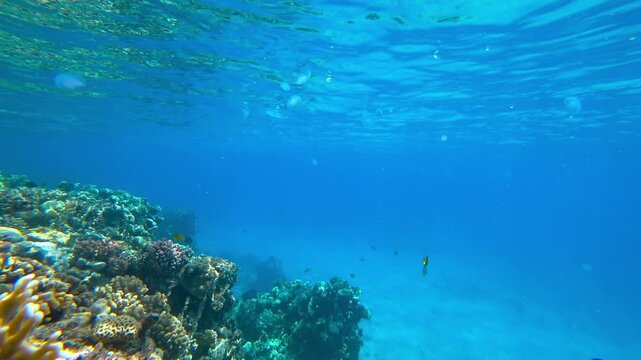 coral reef and fish