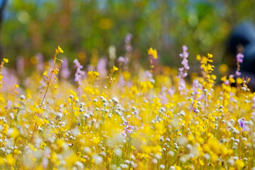 Fototapeta premium Meadow of Wildflowers: A vibrant field teeming with a variety of colorful wildflowers, their delicate blooms dancing in the soft breeze, creating a picturesque natural tapestry.